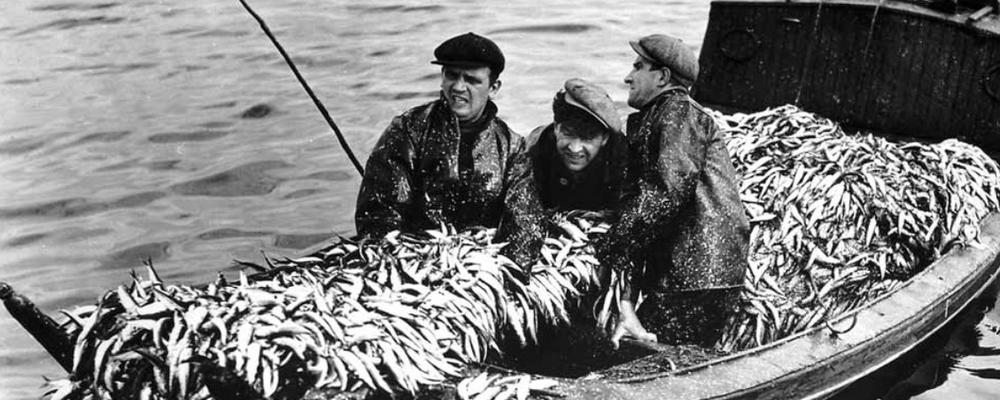 Tre fiskare tar upp strömmingsskötar